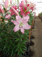 [3451 Pink Step No101.JPG]